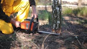 Professional Tree Removal in Medford, NY