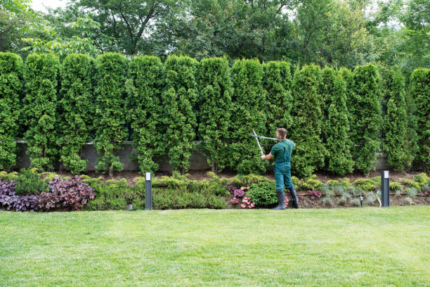 Best Sod Installation  in Medford, NY