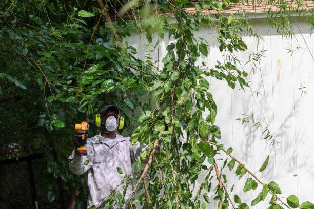 Best Hazardous Tree Removal  in Medford, NY
